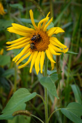 Twisty Sunflower with Bees