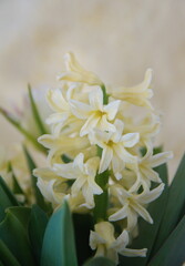Fototapeta premium Creamy Yellow Hyacinth , Hyacinthus orientalis - common, Dutch or garden hyacinth