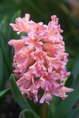 Pink Hyacinth, Hyacinthus orientalis - common, Dutch or garden hyacinth with  pink flowers