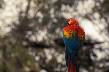 Red parrot in green vegetation. Scarlet Macaw, Ara macao, in tropical forest, Costa Rica. Red bird in the green forest.