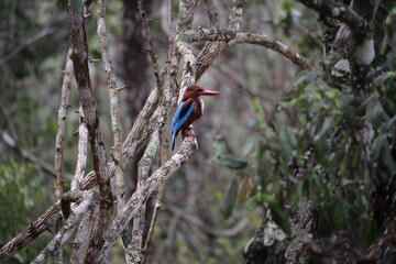 kingfisher on a branch