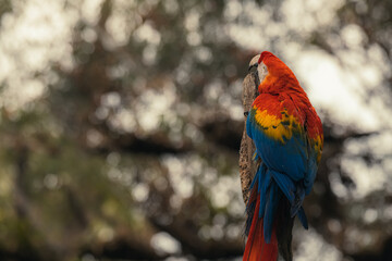 Close up alone red yellow green blue macaw on the tree with blurred green forest background. Selective focus. Open space area.