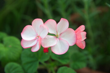 Mixed red, pink garden pelargoniums, Lemon scented pelargonium with white flowers, Geranium Zonal, Pelargonium hortorum