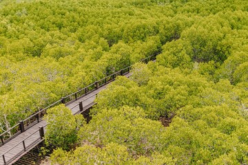 Green field of Mangrove forest in Thailand. Concept of rich nature.