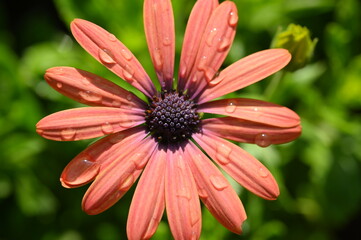 beautiful orange gerbera flower in the garden