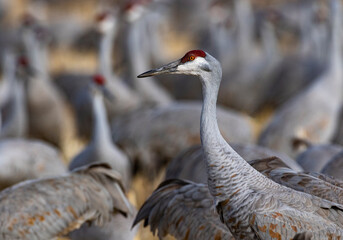 Selected focus on one crane on regal stroll through the flock