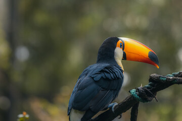 Toucan in the Guangzhou zoo standing © Tatiana Kashko