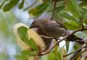 Little Wattlebird on Banksia