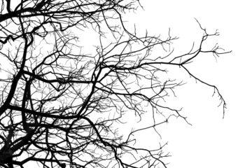 Tree branches on a white background