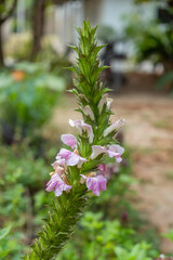 The flower of Sea holly, Thistleplike plant (Acanthus ebracteatus Vahl) is Thai herb garden