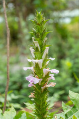 The flower of Sea holly, Thistleplike plant (Acanthus ebracteatus Vahl) is Thai herb garden