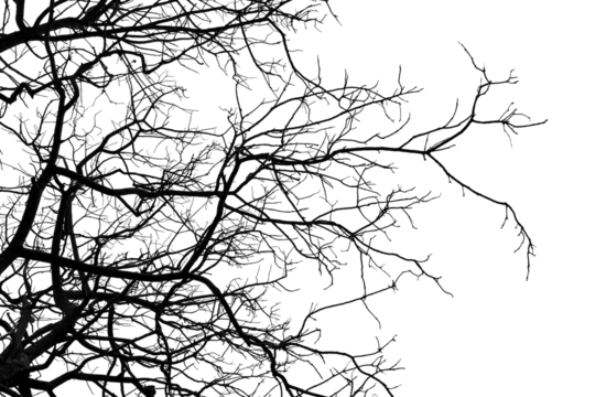 Tree branches on a white background