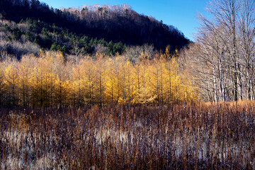 草紅葉とカラマツの黄葉（足寄町）