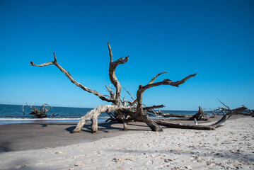 Washed up tree on Driftwood Beach
