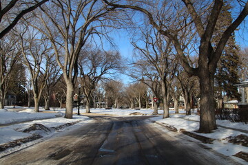 Fototapeta premium Elm Trees Of Old Glenora