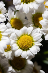 Beautiful bouquet in a vase illuminated by a flash