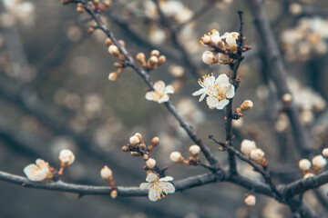 Branch of blossoming cherry plum in spring.