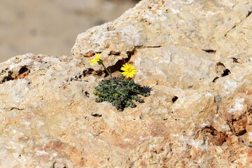 Green plants and flowers grow under harsh conditions on rocks and boulders.