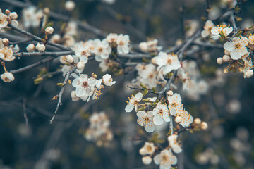 Branch of blossoming cherry plum in spring.