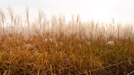 Fototapeta premium golden wheat field