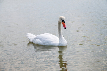 Graceful white Swan swimming in the lake, swans in the wild. Portrait of a white swan swimming on a lake.