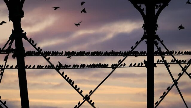 Footage of famous starlings at Aberystwyth pier in Wales, UK getting ready to roost at dusk. Ideal for nature and wildlife themed projects