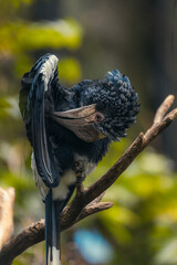 Silvery-cheeked hornbill at Lake Manyara National Reserve