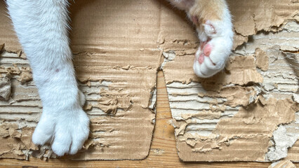 cat paw on scratched cardboard