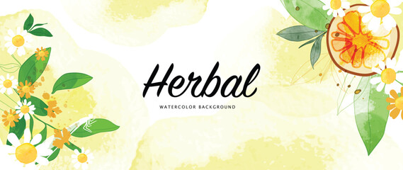 Botanical herbal watercolor background vector. Hand drawn aromatic chamomile flowers, lemon and leaf branch. Decorative garden foliage design for wallpaper, cover, advertising, healthcare product.
