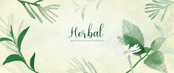 Botanical herbal watercolor background vector. Hand drawn fresh aromatic chamomile flower and green leaf branch. Garden foliage design for wallpaper, cover, advertising, healthcare product, cosmetics.