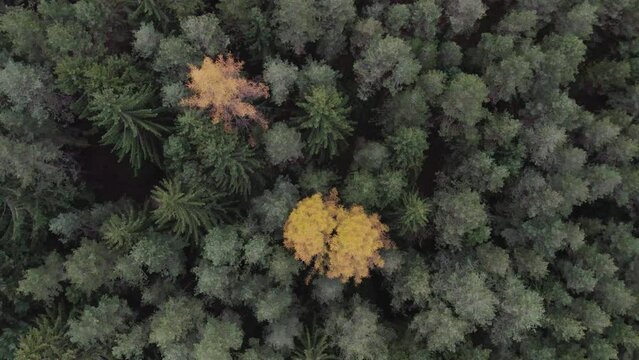Bird view of beautiful late autumn forest with lone yellow tree