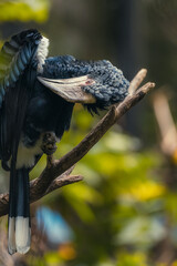Close up on silvery Hornbill