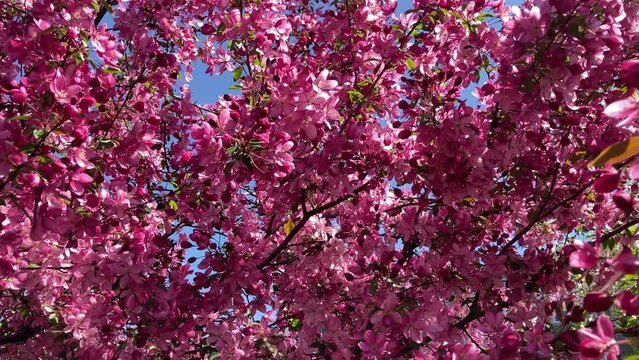 Close-up of a blossoming apple tree on a spring day. Beautiful spring tree red flowers background. Branch with red flowers.