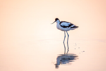 Water bird pied avocet, Recurvirostra avosetta, standing in the water in pink sunset light. The pied avocet is a large black and white wader with long, upturned beak - obrazy, fototapety, plakaty