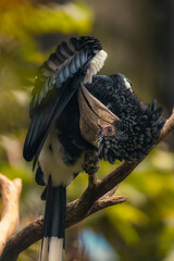 Silvery-cheeked hornbill close-up