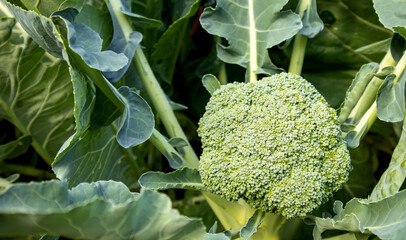 Organic young broccoli plant growing in the garden. Fresh cabbage with leaves. Close-up and top view