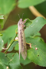 Distoleon tetragrammicus, a species of antlion in the neuropteran family Myrmeleontidae.