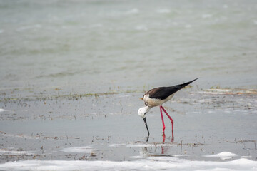 Cute water bird. Black winged Stilt feeding in the lake. Black winged Stilt, or or pied stilt,...