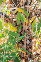 Many snails are sitting on a branch.