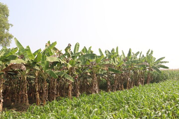 Obraz premium banana tree farm for harvest