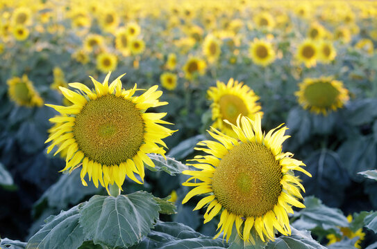 Sunflower Field In Bloom. Dixon, Solano County, California, USA.