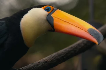 Papier Peint photo Toucan Close-up of the colorful giant toucan