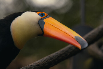 Toucan bird captured whispering on tree branch, close up. They are among the noisiest of forest birds