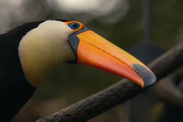 Rolgordijnen Toucan bird captured whispering on tree branch, close up. They are among the noisiest of forest birds © Tatiana Kashko