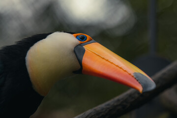 Brazilian toucan bird on a tree branch of the Cerrado Mineiro of Minas Gerais state. Bird with a long orange beak with a black spot on tip, white neck and black feathers. © Tatiana Kashko