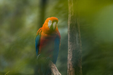 Wildlife in Costa Rica. Parrot Scarlet Macaw, Ara macao, in green tropical forest, Costa Rica. Wildlife scene from tropical nature.