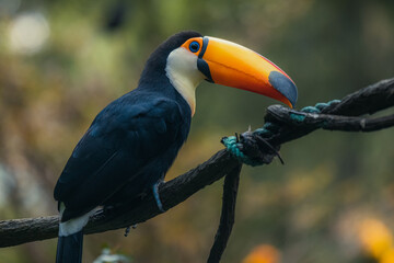 keel billed toucan bird in tree looking view - obrazy, fototapety, plakaty