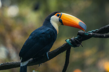 toucan in rain forest with tree and foliage, early in the morning after rain.