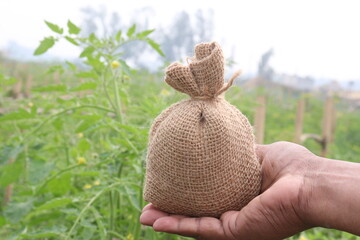 tomato farm are cash crops