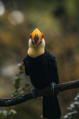 The toco toucan bird on the wood tree in forest looking into camera